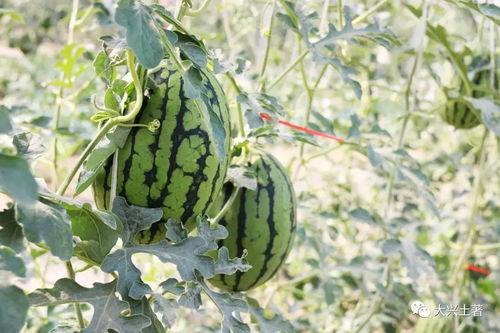 景点吃瓜网红,网红打卡，探寻景点美食新风尚